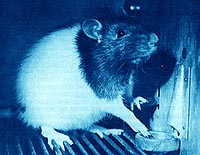 Rat snacking